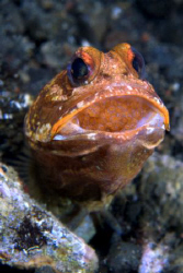 Close up of  a Blotched Jawfish with eggs. Taken with Nik... by David Henshaw 